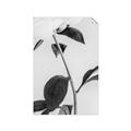 Picture of Romantic Blur Peony II _GroupedProduct_Rectangle_Portrait_Photography _GroupedProduct_Rectangle_Portrait_Unframed_Print_Only_