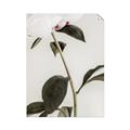 Picture of Romantic Blur Peony II _GroupedProduct_Rectangle_Portrait_Photography _GroupedProduct_Rectangle_Portrait_Unframed_Print_Only_
