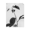Picture of Romantic Blur Peony II _GroupedProduct_Rectangle_Portrait_Photography _GroupedProduct_Rectangle_Portrait_Unframed_Print_Only_