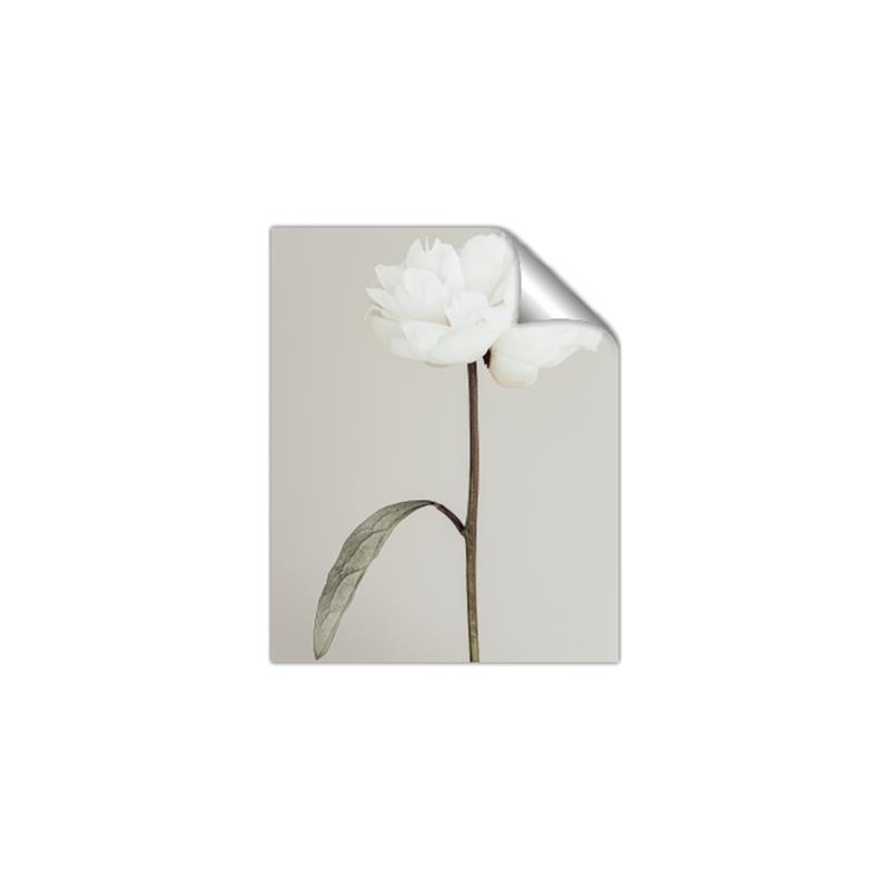 Picture of Romantic Blur Peony I _GroupedProduct_Rectangle_Portrait_Photography _GroupedProduct_Rectangle_Portrait_Unframed_Print_Only_