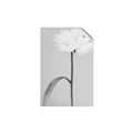 Picture of Romantic Blur Peony I _GroupedProduct_Rectangle_Portrait_Photography _GroupedProduct_Rectangle_Portrait_Unframed_Print_Only_