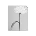 Picture of Romantic Blur Peony I _GroupedProduct_Rectangle_Portrait_Photography _GroupedProduct_Rectangle_Portrait_Unframed_Print_Only_