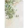 Picture of Few Olive Tree Leaves _GroupedProduct_Rectangle_Portrait_Photography _GroupedProduct_Rectangle_Portrait_Unframed_Print_Only_