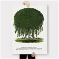 Picture of Kilmarnock Weeping Willow Tree Lithograph _GroupedProduct_Rectangle_Portrait_Canvas_