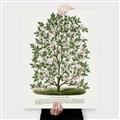 Picture of Hardy Magnolia Tree Lithograph _GroupedProduct_Rectangle_Portrait_Canvas_
