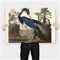 Picture of Vintage Heron Bird _GroupedProduct_Rectangle_Landscape_Canvas_
