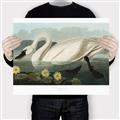 Picture of Vintage Floating White Swan _GroupedProduct_Rectangle_Landscape_Canvas_