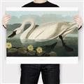 Picture of Vintage Floating White Swan _GroupedProduct_Rectangle_Landscape_Canvas_