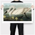 Picture of Vintage Floating White Swan _GroupedProduct_Rectangle_Landscape_Canvas_