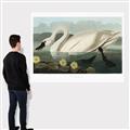 Picture of Vintage Floating White Swan _GroupedProduct_Rectangle_Landscape_Canvas_