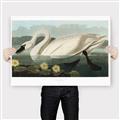 Picture of Vintage Floating White Swan _GroupedProduct_Rectangle_Landscape_Canvas_