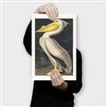 Picture of Vintage White Pelican _GroupedProduct_Rectangle_Portrait_Canvas_