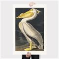 Picture of Vintage White Pelican _GroupedProduct_Rectangle_Portrait_Canvas_