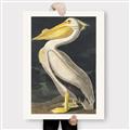 Picture of Vintage White Pelican _GroupedProduct_Rectangle_Portrait_Canvas_