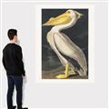 Picture of Vintage White Pelican _GroupedProduct_Rectangle_Portrait_Canvas_