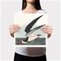 Picture of Black Skimmer From Birds of America (1827) _GroupedProduct_Square_Canvas_