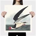 Picture of Black Skimmer From Birds of America (1827) _GroupedProduct_Square_Canvas_
