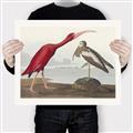 Picture of Vintage Scarlet Ibis Bird _GroupedProduct_Rectangle_Landscape_Canvas_
