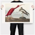 Picture of Vintage Scarlet Ibis Bird _GroupedProduct_Rectangle_Landscape_Canvas_