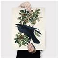 Picture of Raven From Birds of America (1827) _GroupedProduct_Rectangle_Portrait_Canvas_