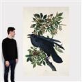 Picture of Raven From Birds of America (1827) _GroupedProduct_Rectangle_Portrait_Canvas_