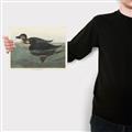 Picture of Vintage Scoter Duck _GroupedProduct_Rectangle_Landscape_Canvas_