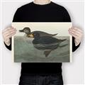 Picture of Vintage Scoter Duck _GroupedProduct_Rectangle_Landscape_Canvas_