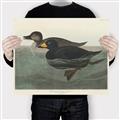 Picture of Vintage Scoter Duck _GroupedProduct_Rectangle_Landscape_Canvas_