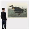 Picture of Vintage Scoter Duck _GroupedProduct_Rectangle_Landscape_Canvas_