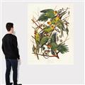 Picture of Vintage Carolina Parrot _GroupedProduct_Rectangle_Portrait_Canvas_