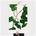 Picture of Nostalgic Green Murgrona Leaves _GroupedProduct_Rectangle_Portrait_Canvas_