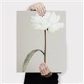 Picture of Romantic Blur Peony I _GroupedProduct_Rectangle_Portrait_Photography _GroupedProduct_Rectangle_Portrait_Canvas_