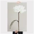 Picture of Romantic Blur Peony I _GroupedProduct_Rectangle_Portrait_Photography _GroupedProduct_Rectangle_Portrait_Canvas_