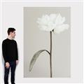 Picture of Romantic Blur Peony I _GroupedProduct_Rectangle_Portrait_Photography _GroupedProduct_Rectangle_Portrait_Canvas_