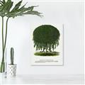Picture of Kilmarnock Weeping Willow Tree Lithograph _GroupedProduct_Rectangle_Portrait_Canvas_