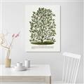 Picture of Hardy Magnolia Tree Lithograph _GroupedProduct_Rectangle_Portrait_Canvas_