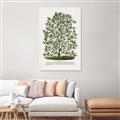 Picture of Hardy Magnolia Tree Lithograph _GroupedProduct_Rectangle_Portrait_Canvas_