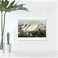 Picture of Vintage Floating White Swan _GroupedProduct_Rectangle_Landscape_Canvas_