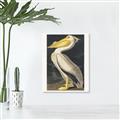 Picture of Vintage White Pelican _GroupedProduct_Rectangle_Portrait_Canvas_