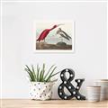 Picture of Vintage Scarlet Ibis Bird _GroupedProduct_Rectangle_Landscape_Canvas_