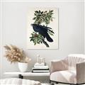Picture of Raven From Birds of America (1827) _GroupedProduct_Rectangle_Portrait_Canvas_