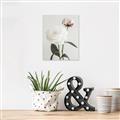Picture of Romantic Blur Peony III _GroupedProduct_Rectangle_Portrait_Photography _GroupedProduct_Rectangle_Portrait_Canvas_