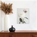 Picture of Romantic Blur Peony III _GroupedProduct_Rectangle_Portrait_Photography _GroupedProduct_Rectangle_Portrait_Canvas_