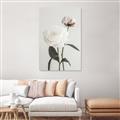 Picture of Romantic Blur Peony III _GroupedProduct_Rectangle_Portrait_Photography _GroupedProduct_Rectangle_Portrait_Canvas_