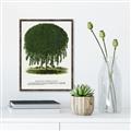 Picture of Kilmarnock Weeping Willow Tree Lithograph _GroupedProduct_Rectangle_Portrait_Canvas_Framed_