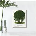 Picture of Kilmarnock Weeping Willow Tree Lithograph _GroupedProduct_Rectangle_Portrait_Canvas_Framed_