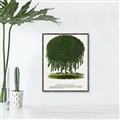 Picture of Kilmarnock Weeping Willow Tree Lithograph _GroupedProduct_Rectangle_Portrait_Canvas_Framed_