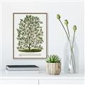 Picture of Hardy Magnolia Tree Lithograph _GroupedProduct_Rectangle_Portrait_Canvas_Framed_