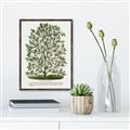 Picture of Hardy Magnolia Tree Lithograph _GroupedProduct_Rectangle_Portrait_Canvas_Framed_