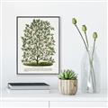 Picture of Hardy Magnolia Tree Lithograph _GroupedProduct_Rectangle_Portrait_Canvas_Framed_